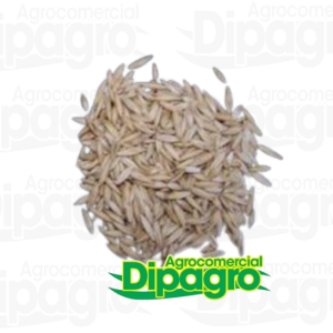 AVENA URANO POR KG