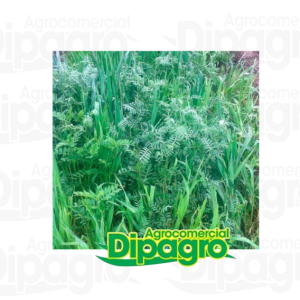 VICIA 25 KG.