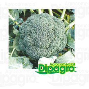 BROCOLI AVANGER X 2000 SEM