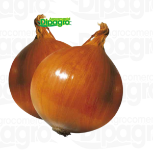 CEBOLLA COBRA 500 GRS ANASAC