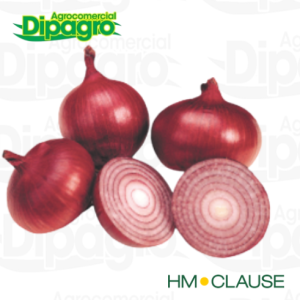 CEBOLLA NOAM MORADA 500 GR