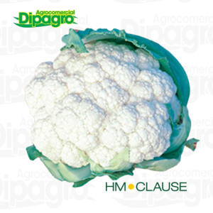COLIFLOR BODILIS 10.000 SEM