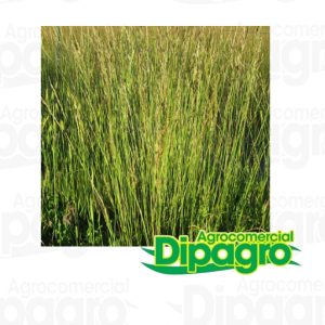 FESTUCA FAWN 25KG