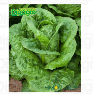 LECHUGA CONAN TIPO COSTINA