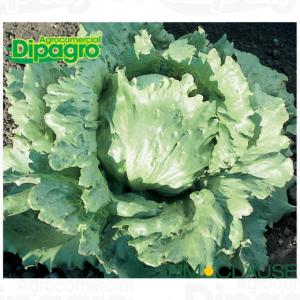 LECHUGA DESERT STORM 25.000 SEM
