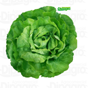 LECHUGA GRAFFITI 25.000 SEM