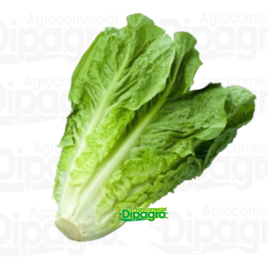 LECHUGA ORTIA 30.000 SEM