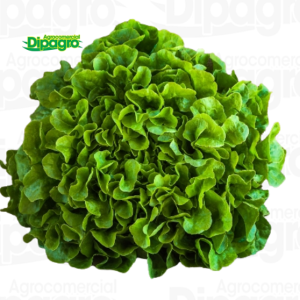 LECHUGA QUENTY 25.000 SEM