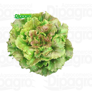 LECHUGA SIERRA  25.000 SEM