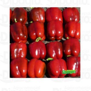 PIMIENTO CAYMAN 1000 SEM