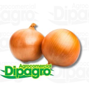 CEBOLLA GRANO DE ORO 500 GRS