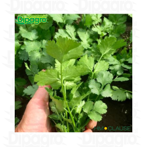 CILANTRO MOGGIANO KG