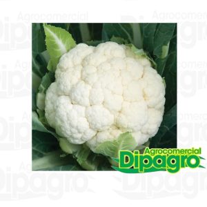 COLIFLOR SKYWALKER F1 2500 SEM
