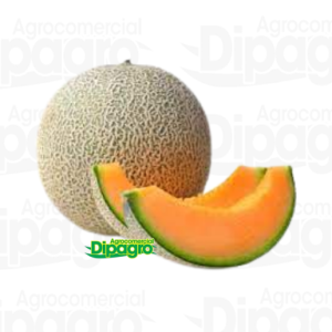 MELON OFEK 5000 SEM CONTALOUPE